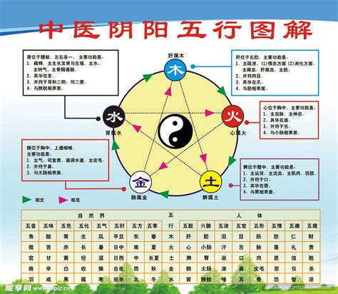 五行目|五行（中医术语）